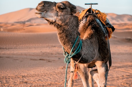 骆驼祥子的主要内容：贫困生活中的努力与奋斗