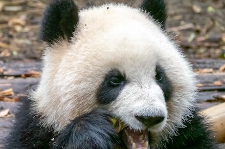 冰墩墩长什么样子，小编带你了解中国的国宝熊猫