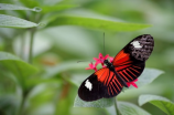 蝴蝶b：哪些蝴蝶品种是中国特有的？