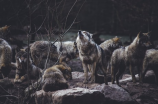 捕狼行动：保护人类与自然的共同使命